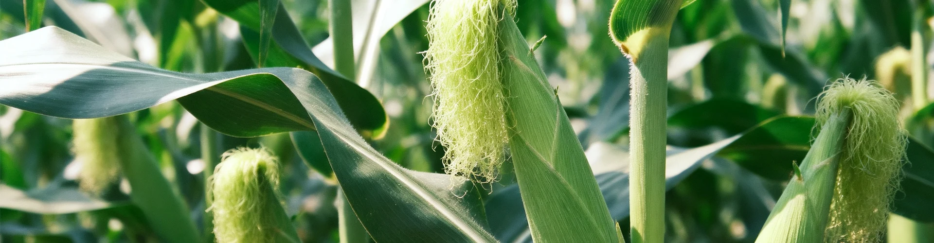 Producten