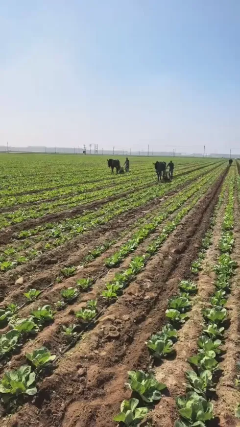 Hoe kunnen we, nu er regelmatig problemen optreden bij de opslag en het transport van verse producten wereldwijd, de verse kwaliteit van de ronde kool van Yiman Agricultural behouden? Hoe kunnen we, nu er regelmatig problemen optreden bij de opslag en het transport van verse producten wereldwijd, de verse kwaliteit van de ronde kool van Yiman Agricultural behouden?