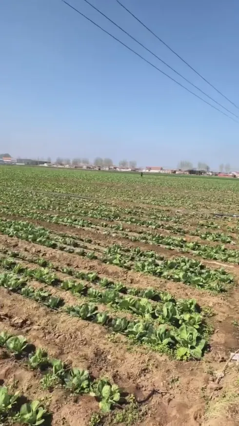 Welke sterke punten maken Yiman Agriculture uw ideale leverancier voor bulkimportprojecten voor zuurkool? Welke sterke punten maken Yiman Agriculture uw ideale leverancier voor bulkimportprojecten voor zuurkool?