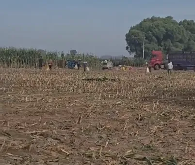 Hoe kan de efficiëntie van de veeteelt worden verbeterd met hoogwaardige maïskuilvoer van hele planten?