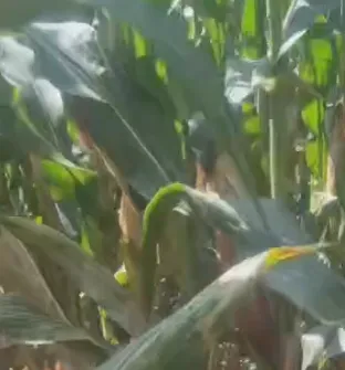 Hoe kan China met hoogenergetisch kuilvoer de landbouwkosten verlagen en de groei van de veestapel stimuleren?