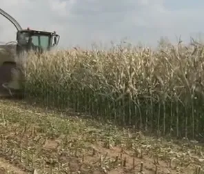 Hoe vindt u betrouwbare leveranciers van maïskuilvoer voor overzeese zuivel- en rundvleesboerderijen?