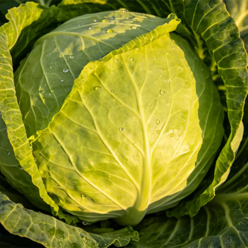 Grote maat verse ronde kool